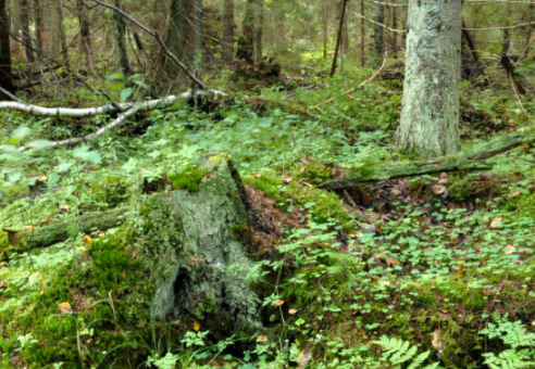 Fragmenty lasów zbliżonych do naturalnych podnoszą odporność drzewostanów sąsiednich